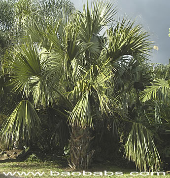 Palme,Palme tropicali,Palma